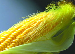 谷物市場整體洗牌對棉花種植的影響與機遇