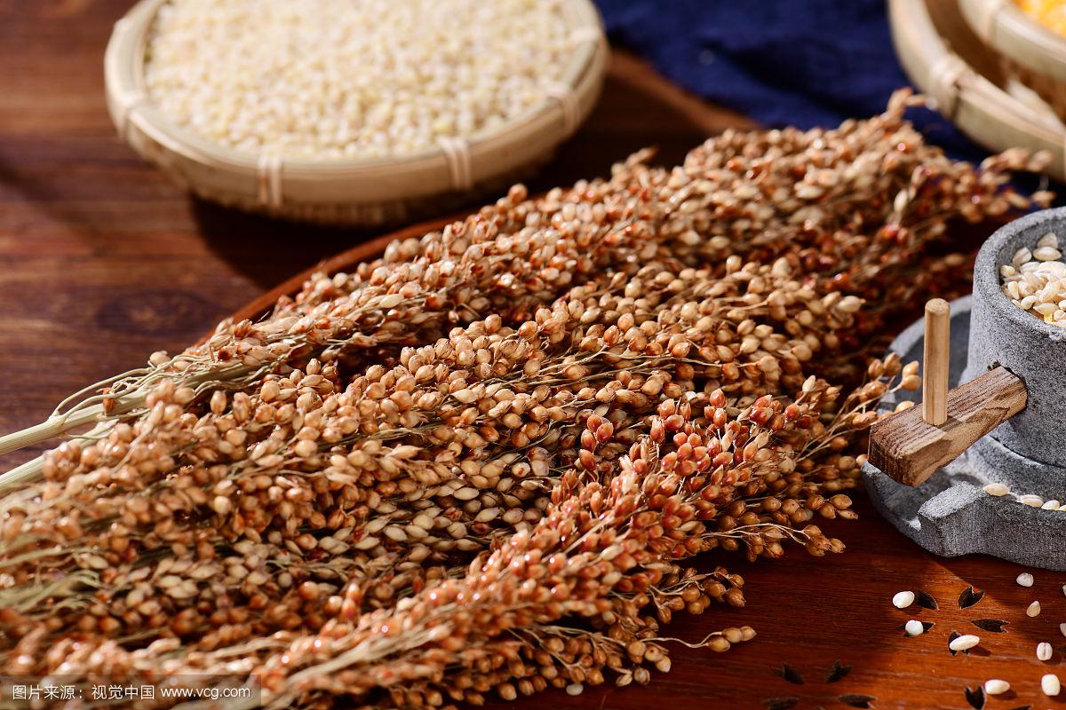 高粱穗 被低估的古老谷物